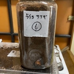 国産カブトムシの蛹⑥（オス）　小学生以下のお子様限定