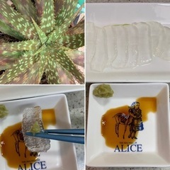 苦くないアロエ苗😊１本（アロエベラ）