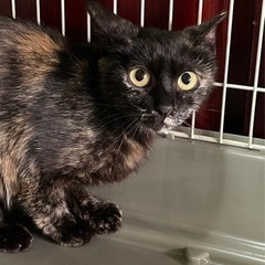 変わった毛色のサビ猫　メルちゃん