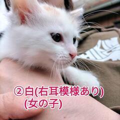５匹とも譲渡先決まりました！ありがとうございました。