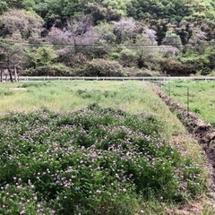 体験田畑の活動を一緒にしませんか？　井原市 - 井原市