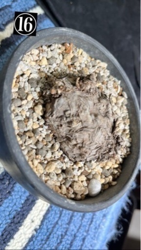 写真用　⑯〜⑱観葉植物・鉢　断捨離　(パキポディウム(グラキリス、イノピ、ディスピ)アガベ等)