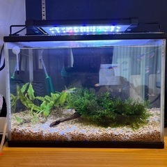 熱帯魚　水槽　セット