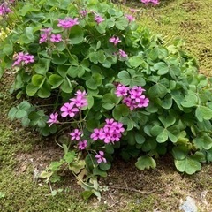 オキザリス　　ピンク　花苗　　　　　１株大きめ