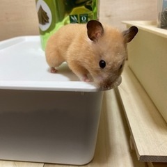 キンクマハムスター