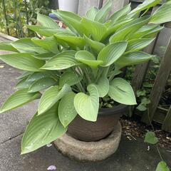 ギボウシ 鉢植え