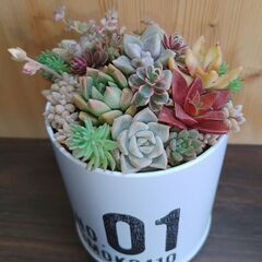 ★多肉植物寄せ植え 103★