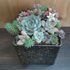 ★多肉植物寄せ植え 104★
