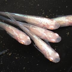 ◆値下げ◆メダカ（王妃 ①）《2022年生：若魚》１匹あたり
