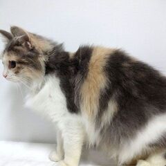 【無償】 ラガマフィン　女の子　ダイリュートキャリコ - 猫