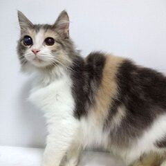【無償】 ラガマフィン　女の子　ダイリュートキャリコ − 静岡県