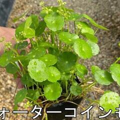 ③水草　ウオーターコイン
