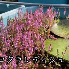 ⑤水上水草　ロタラレディッシュ