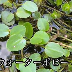 ⑥水上葉水草　ウオーターポピー
