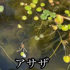 ⑦水上葉水草　アサザ
