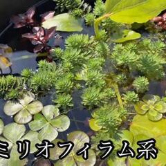 ⑧水上水草　ミリオフィラム