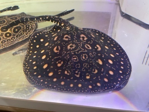 【直接引取限定】ハイブリッドスティングレー オス 目測25cm