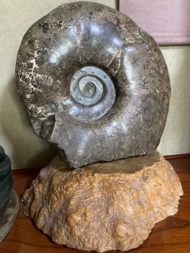 アンモナイト　化石　推定30キロ弱　希少