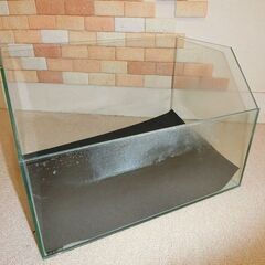 テラリューム水槽の画像