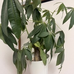 【引き渡し予定者決定】パキラ　観葉植物