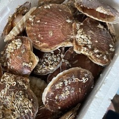⚠︎︎至急⚠︎︎ ホタテ殻付き