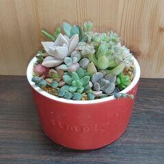 ★多肉植物寄せ植え 105★