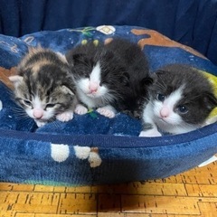 仔猫あげます