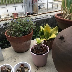 お問い合わせがありがとうございます。取引者まりました。植木鉢もらってくださいの画像