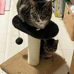猫兄弟をお譲りします