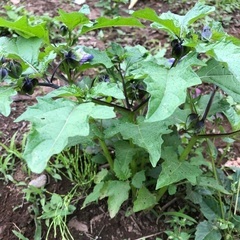 珍しい　紫ほおずきの苗　今、種の取り時です。の画像