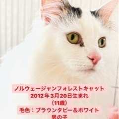 ノルウェージャンフォレストキャットの男の子 ◎殺処分を避けるため...