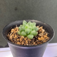 【値下げ】多肉植物　ハオルチア　オブツーサ　苗①