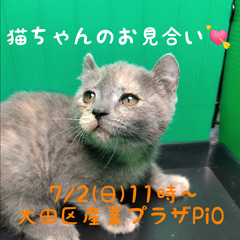 3/12生アメリカンカール♀ブルー＆クリーム(トライアウト猫)　...
