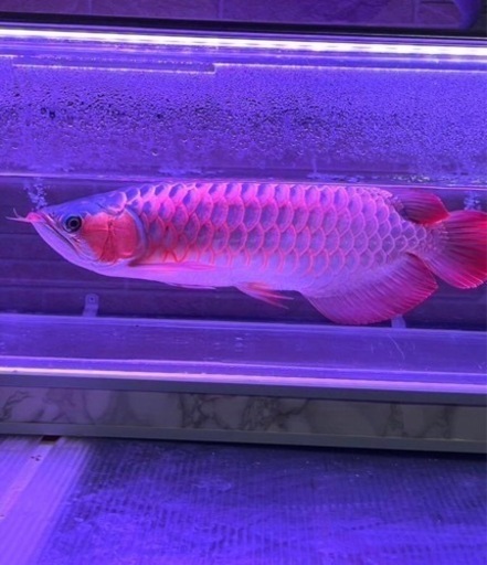 熱帯魚　綺麗