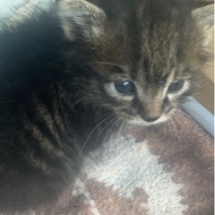 至急子猫ちゃんの家族を探してます。子猫ちゃんを幸せにして下さい。お願いします。 - 猫