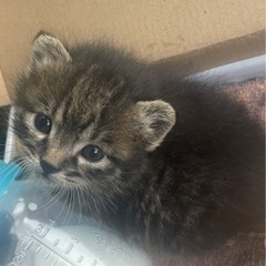 至急子猫ちゃんの家族を探してます。子猫ちゃんを幸せにして下さい。...