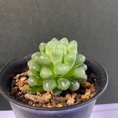 【値下げ】多肉植物　ハオルチア　オブツーサ　苗②