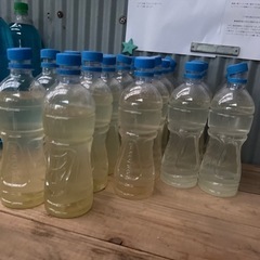 ゾウリムシ