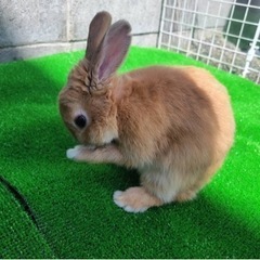 ミニウサギ　５ヶ月