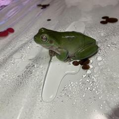 イエアメガエル2匹　ケージセットの画像