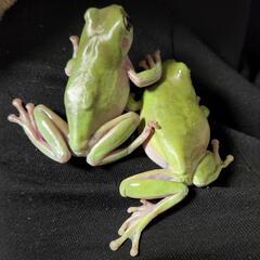 イエアメガエル2匹　ケージセットの画像