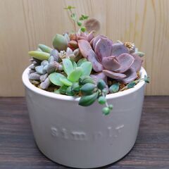 ★多肉植物寄せ植え 106★