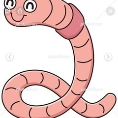 天然ドバミミズ