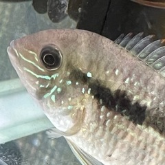 決まりました。グリーンテラーオスメス！オス11㎝±メス7㎝±2匹での画像