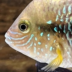 決まりました。グリーンテラーオスメス！オス11㎝±メス7㎝±2匹での画像