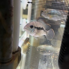 決まりました。グリーンテラーオスメス！オス11㎝±メス7㎝±2匹での画像