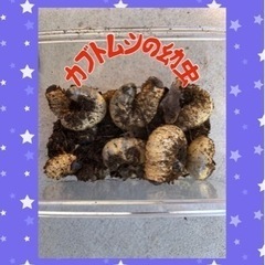 ★カブトムシの幼虫★