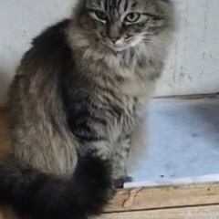 ⚽️ 🐈‍⬛　長毛キジ　🐈‍⬛⚽️
