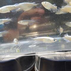 青蝶メダカ30匹+αの画像