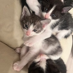 【候補者決定】子猫 仔猫 里親募集 4匹のうち1匹〜